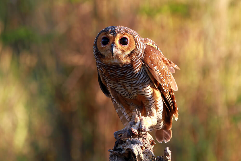 hibou-branche - Chambres d'hôtes L'envers à Abzac